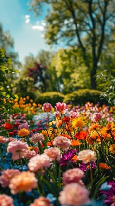 many different colored flowers in a field with trees and blue sky behind them on a sunny day