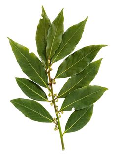 a single green leaf on a white background