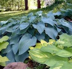 several large green plants growing in the ground near some rocks and grass, with trees in the background