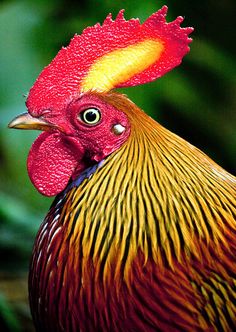 a close up of a rooster's head with green leaves in the back ground