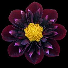 a purple flower with yellow center on a black background