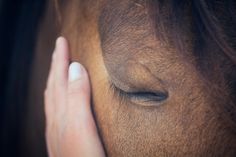 a close up of a person's hand touching the forehead of a horse