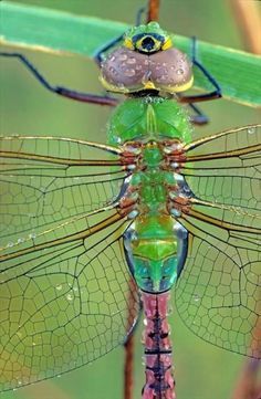 a green dragonfly sitting on top of a leaf