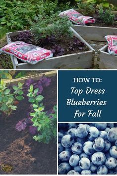 blueberries are growing in the garden with text overlay that reads how to top dress blueberries for fall