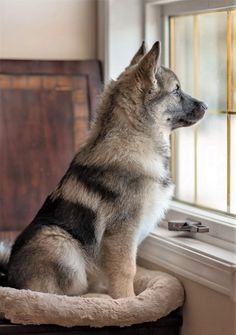 a dog sitting on a cushion looking out the window