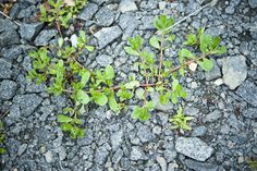 small green plants sprouting out of the rocks on the ground with grass growing from them