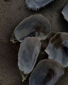 several oysters are laying on the sand