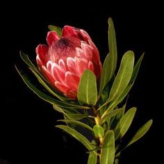 Flower Recipe, Protea Art, Wholesale Flowers Wedding, Nature Photography Flowers, Wholesale Roses, Australian Native Flowers, Bridal Bouquet Flowers