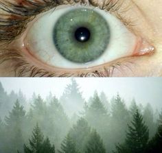 two pictures with trees in the background and an eye looking into the camera, both showing green eyes