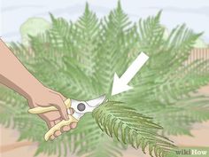 How To Over Winter Ferns, How To Prune Ferns, How To Keep Ferns Alive In Winter, Macho Fern, Rose Of Sharon Tree, Dirt Therapy, Fern Images, Indoor Ferns