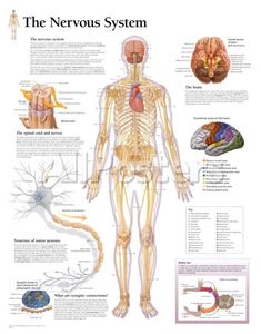 the nervous system is shown in this medical poster, with diagrams and pictures on it