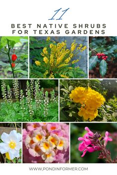 the best native shrubs for texas gardens