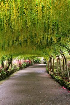 the walkway is lined with trees and flowers