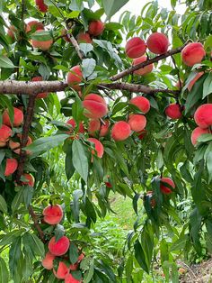 peaches growing on the branches of trees with leaves and fruit in the foreground