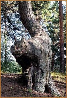 an image of a tree that has been carved into the trunk and is being viewed by someone