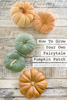 four pumpkins with the words how to grow your own fairytale pumpkin patch on them