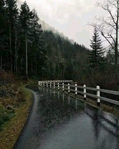 a wet road with white railings and trees in the background