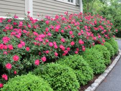 pink flowers line the side of a house in front of green bushes and shrubbery