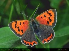 an orange and black butterfly sitting on top of a green leaf