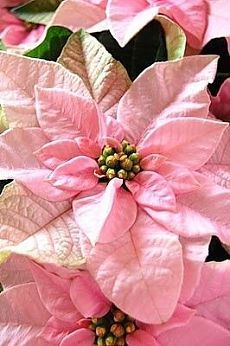 pink poinsettia flowers with green leaves in the background