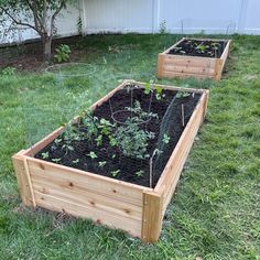 two wooden raised garden beds with plants growing in them