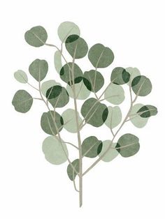 size: 12x9in Art Print: Windy Eucalyptus I by Melissa Wang : T Wallpaper, Easy Doodles Drawings, Selling Artwork, Plant Wall, Painting Canvas, Featured Art, Gracie Oaks, Tree Painting, Green Backgrounds