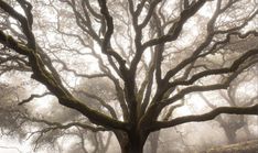 a large tree with lots of branches in the fog