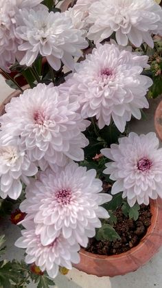 some pink flowers are in a clay pot