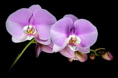 two purple orchids on a black background