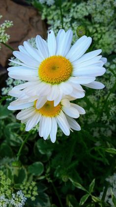 two white flowers with yellow center surrounded by greenery