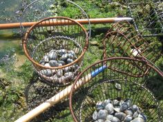 three baskets filled with clams sitting on the ground