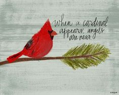 a red bird sitting on top of a tree branch with a quote above it that reads, when a cardinal appears to have never been