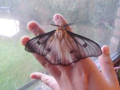 a butterfly that is sitting on someone's hand in front of a window sill