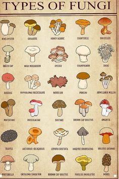 the types of mushrooms are shown in this poster