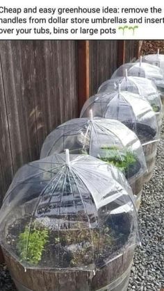 four clear umbrellas with plants growing inside them