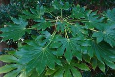 a large green leafy plant in front of some trees