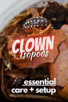 a close up of an insect on a leaf with the words clown tops essential care + setup