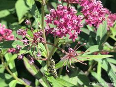 a close up of some pink flowers with a bug on it's back end