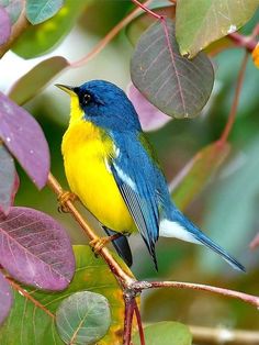 a blue and yellow bird sitting on top of a tree branch next to green leaves