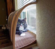 a cat laying on top of a window sill