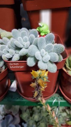 several potted plants are sitting on the shelf