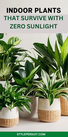 The 13 best low light house plants and plants for dark rooms that thrive as indoor plants for dark rooms or low light plants indoor. Perfect household plants and best indoor plants for decorating dark rooms with style. Dark Room Plants, Plants For Dark Rooms, Indoor Plants For Low Light, Plants Low Light, Plants For Low Light, Dark Rooms, Low Light Indoor Plants