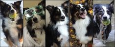 collage of dogs with goggles and balls in their mouths