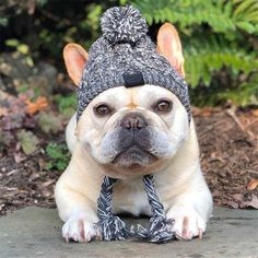 a dog wearing a knitted hat and scarf on top of it's head