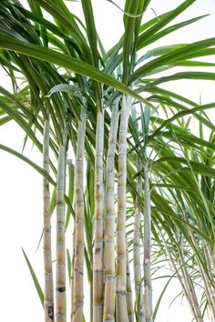 some very tall bamboo trees with green leaves