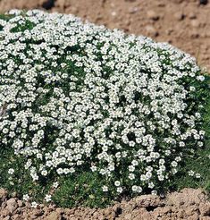 small white flowers are growing in the dirt