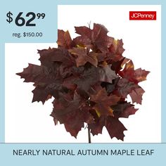 a plant with red leaves on it for $ 6 99