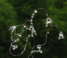 a plant with water drops hanging from it's stems in front of some trees