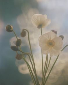 three white flowers are in a vase with water droplets on the bottom and blue sky behind them