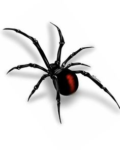 a black and red spider on a white background